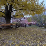 Lichtermarkt 2024